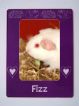 Guinea Pig Gifts